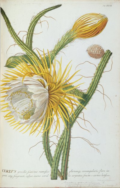 Cactus: Cereus, from Trew